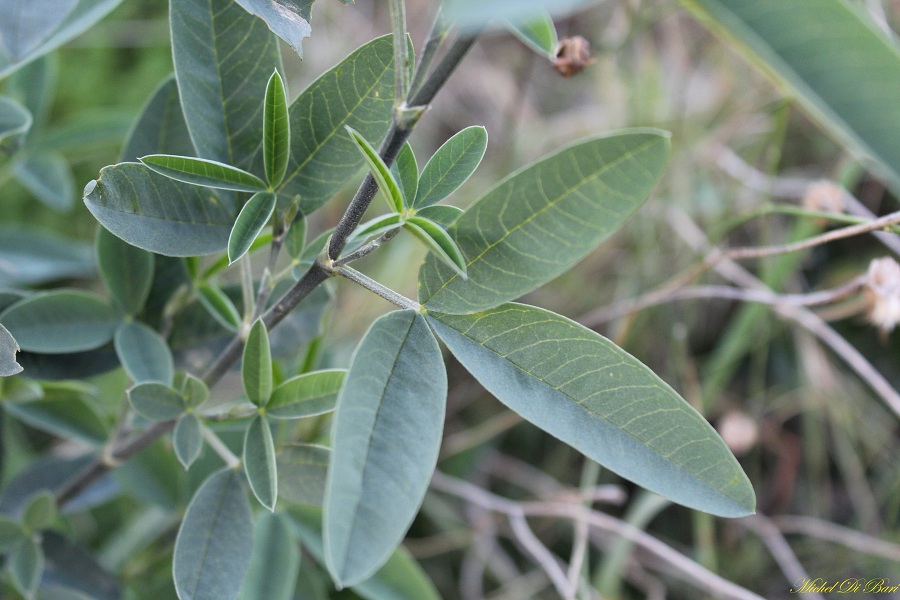 Quale ginestra? Anagyris foetida