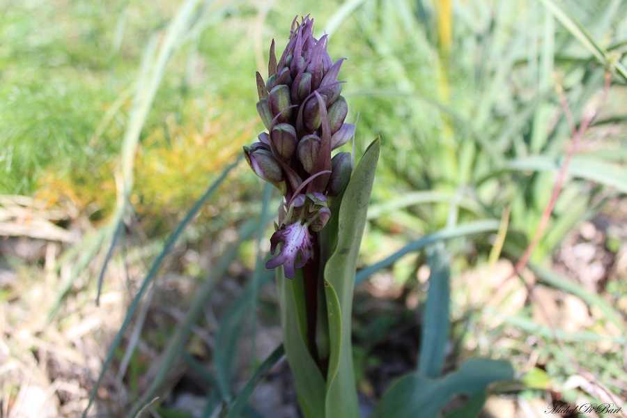 Himantoglossum robertianum