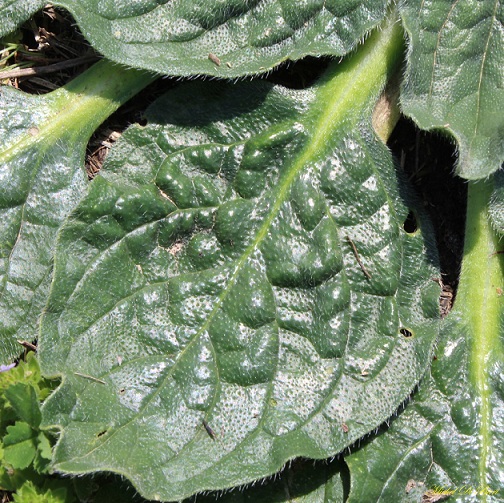 Echium plantagineum