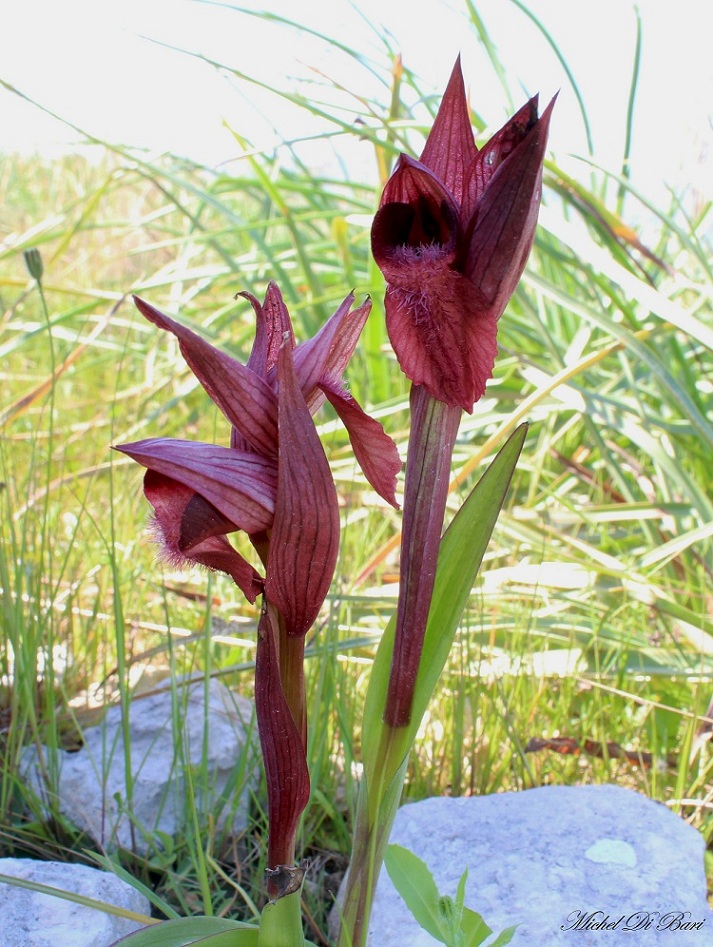 Serapias orientalis subsp. apulica