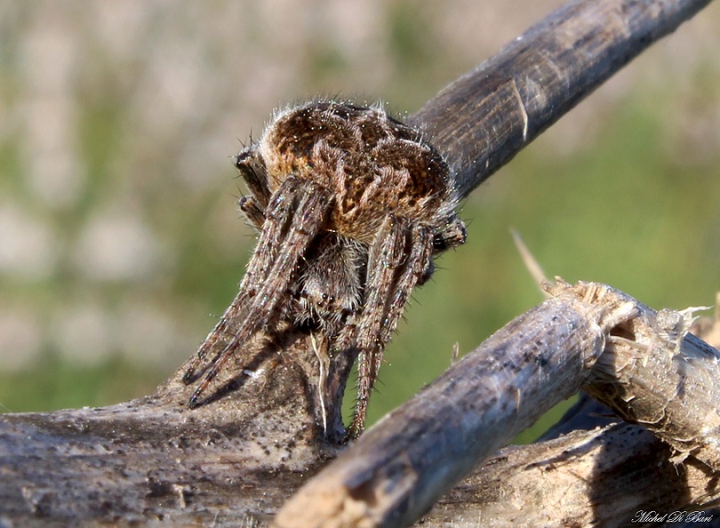 Agalenatea redii - manfredonia (FG)