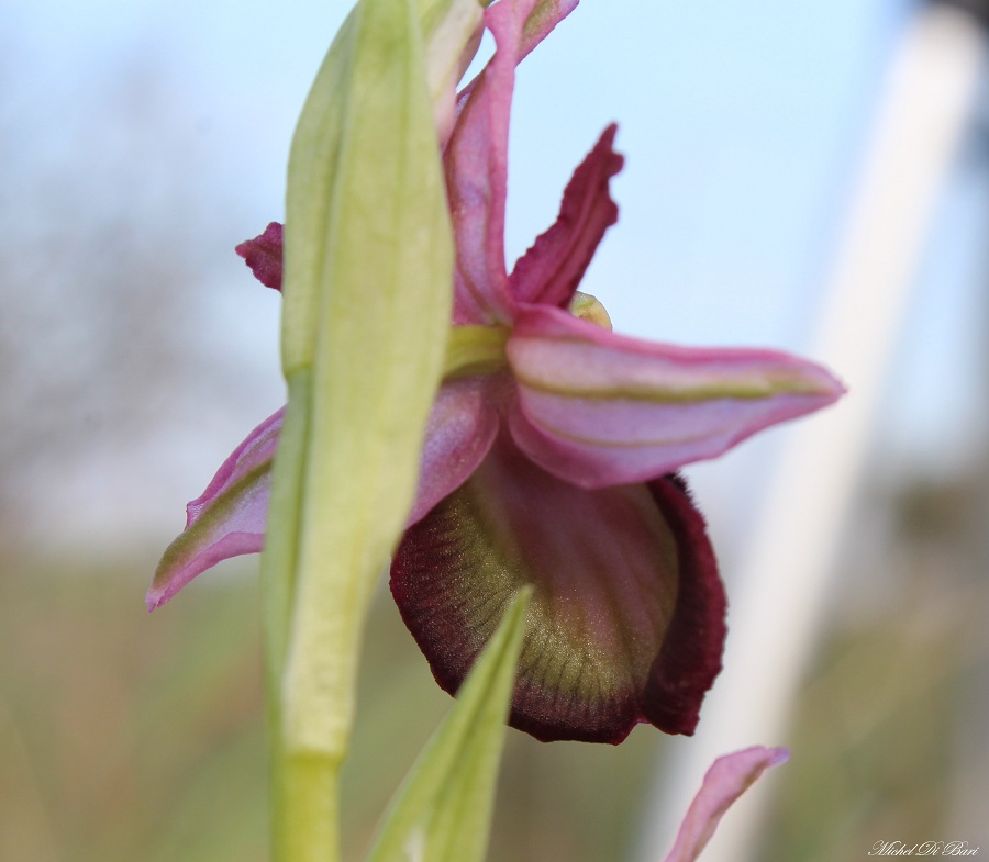 Ophrys sipontensis