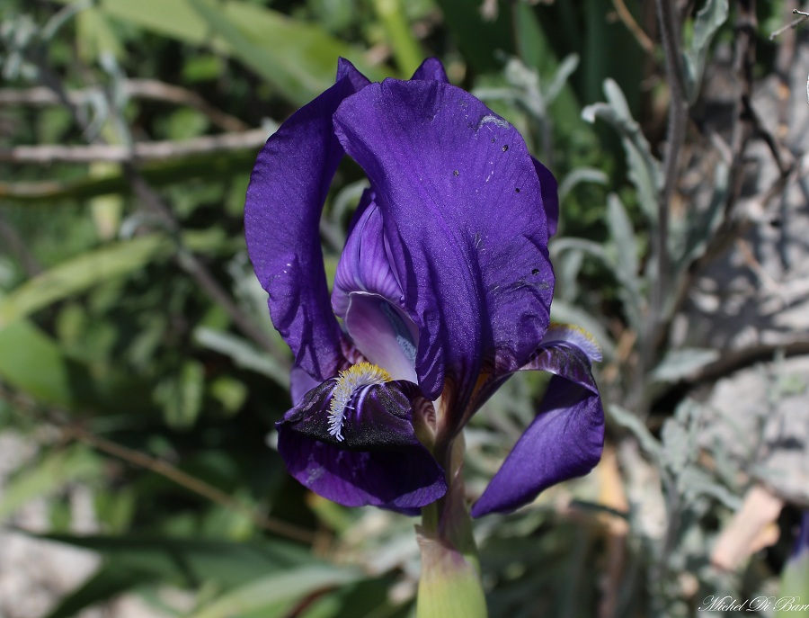 iris bicapitata colasante?