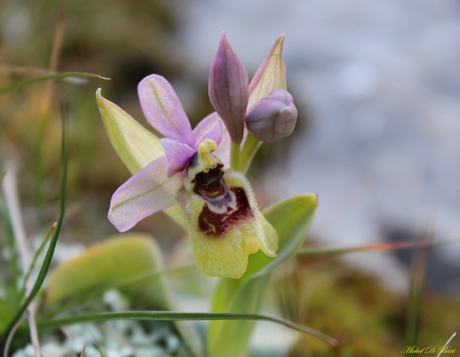 Ophrys tenthredinifera