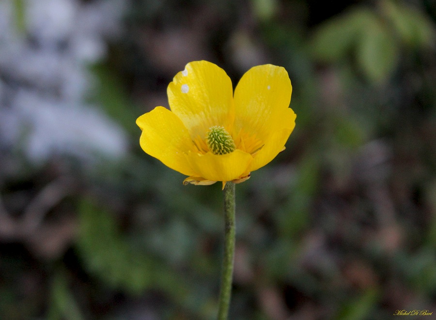 Ranunculus acre?