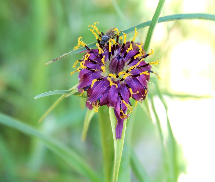 Tragopogon porrifolius