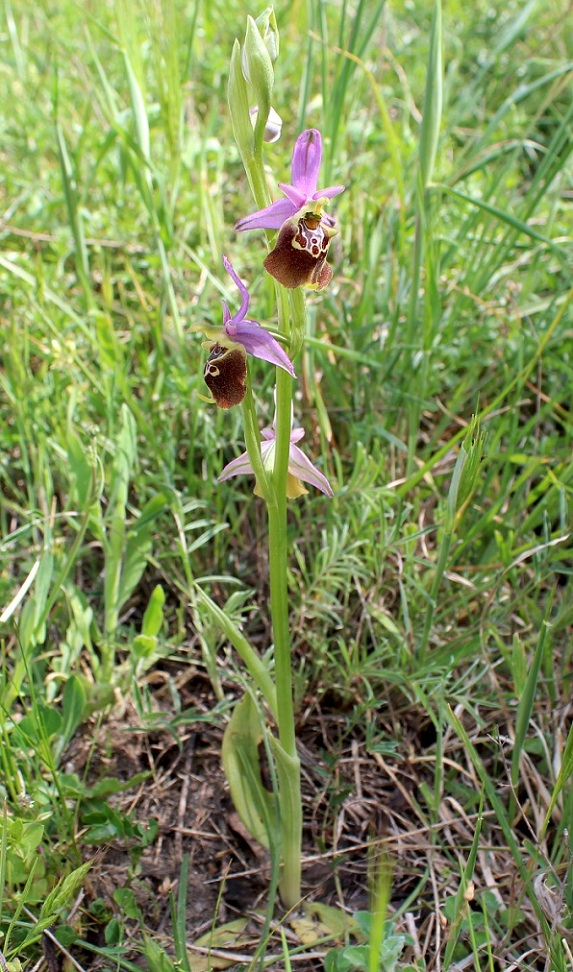 Ophrys apulica?