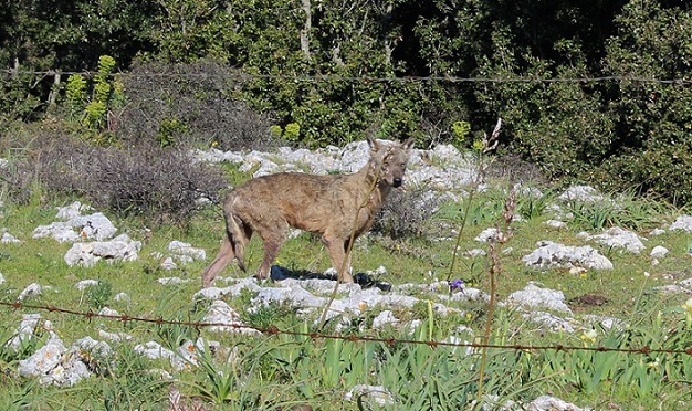 Lupo garganico