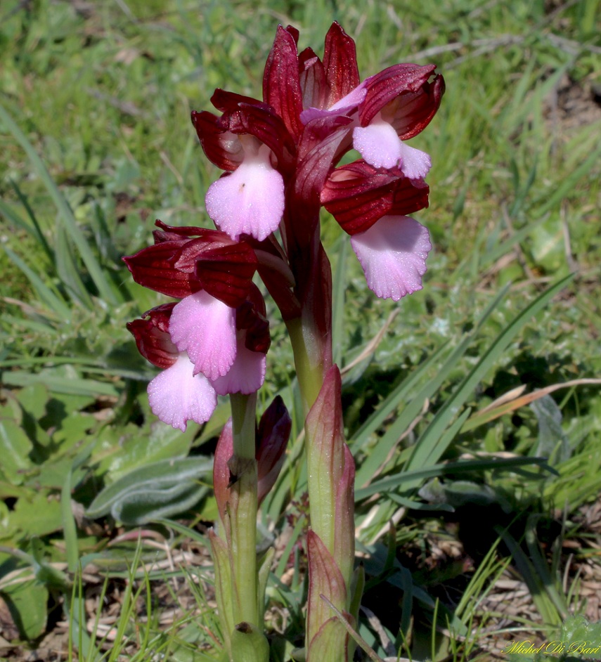 anacamptis papilionacea