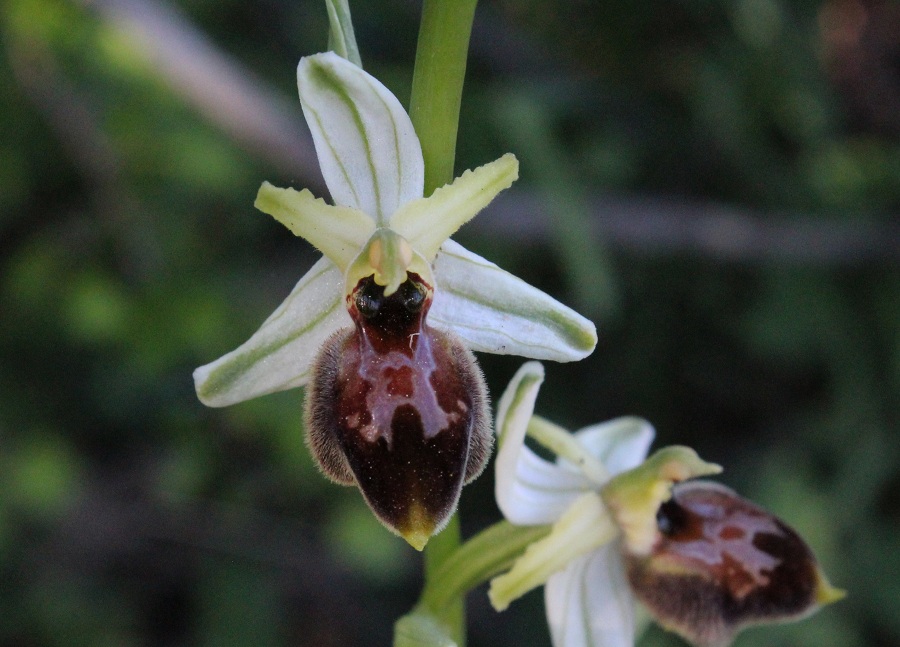 Ophrys exaltata subsp. archipelagi ?