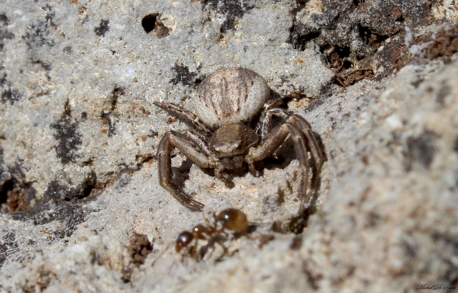 Xysticus sp. - Tomaiolo (FG)