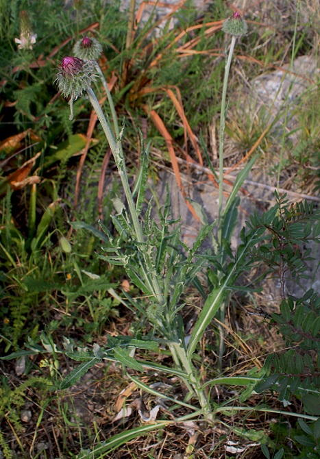 Pianta da determinare - Carduus sp.