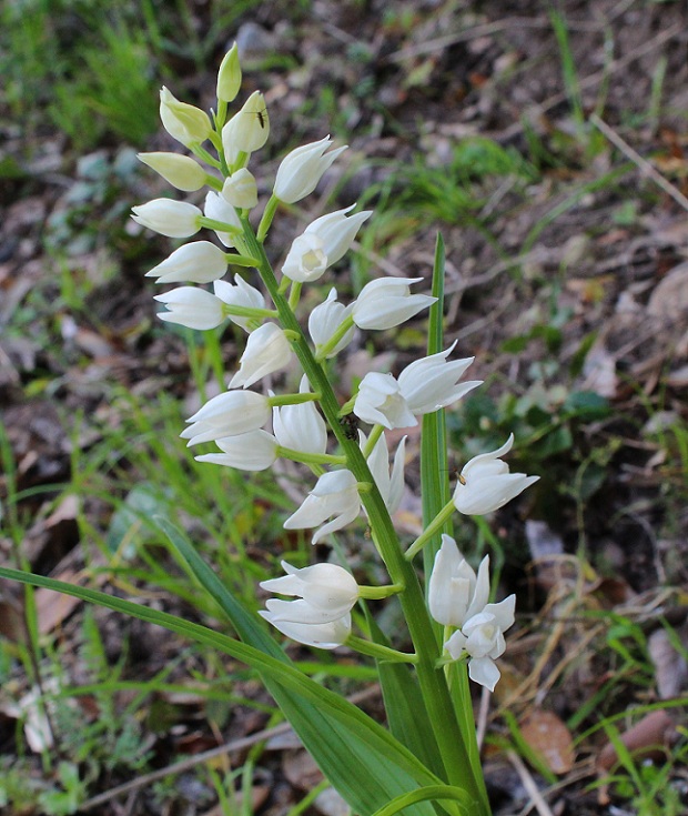 Cephalanthera longifolia ?