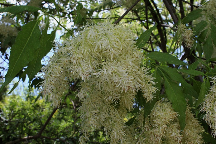 Fraxinus ornus