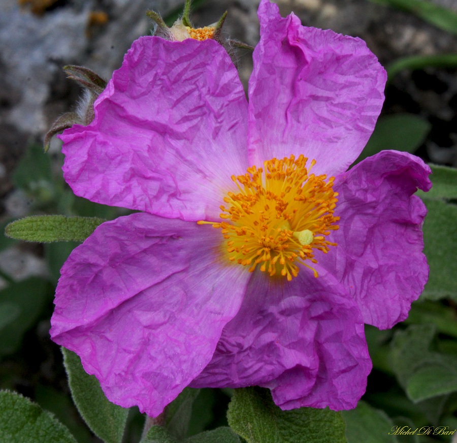 Cistus creticus subsp. eriocephalus / Cisto rosso