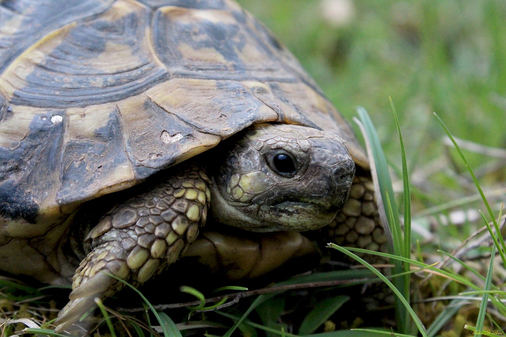 Testudo hermanni hermanni, la coppia.