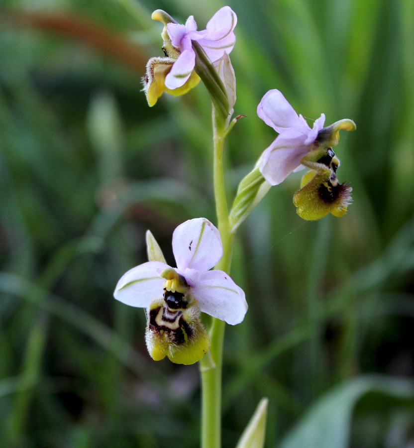 Tomaiolo Gargano - Ophrys tenthredinifera