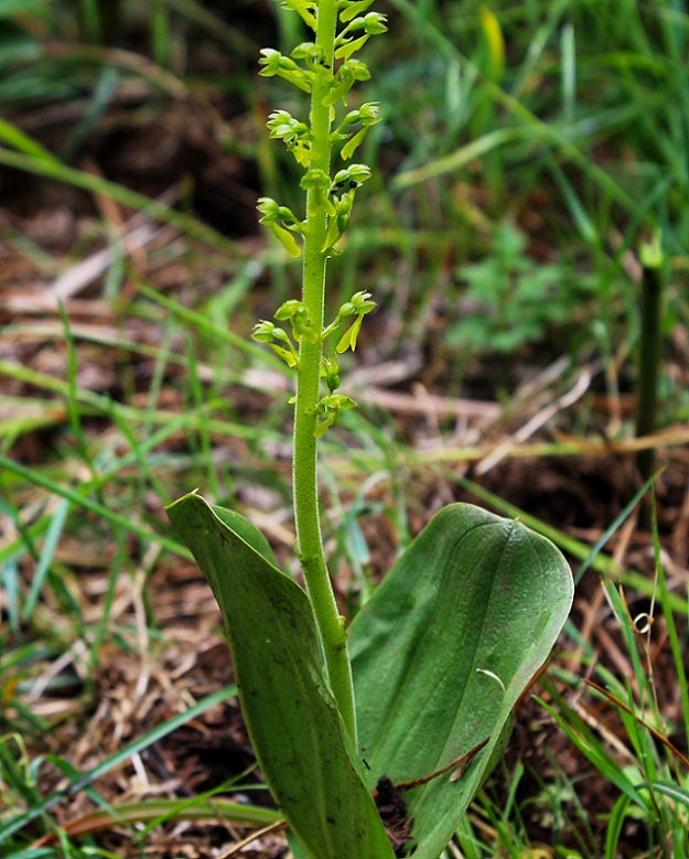 Neottia ovata