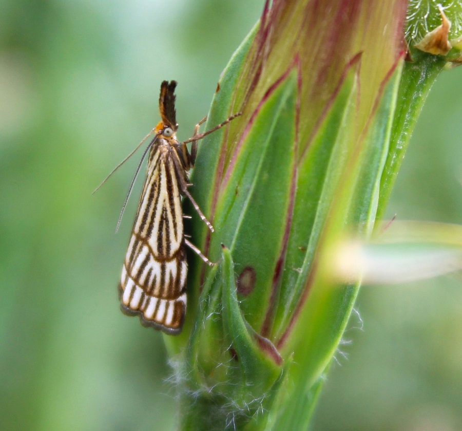 da identificare - Chrysocrambus craterellus