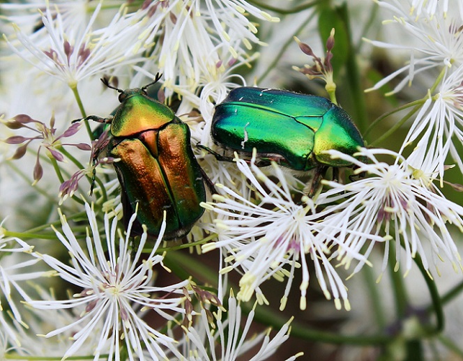 Cetonia aurata pisana, Cetoniidae