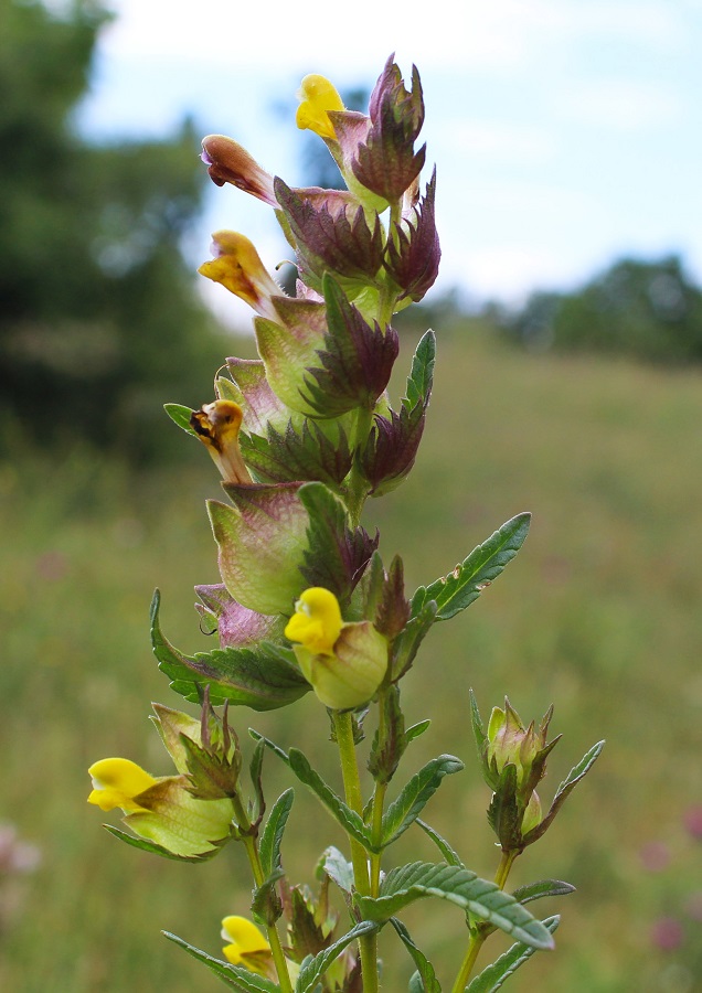 Rhinanthus minor