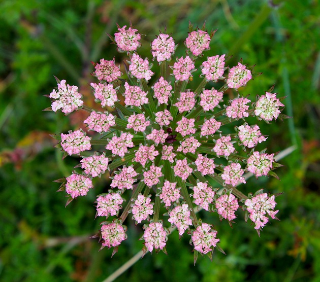 Daucus carota o gnidium ?