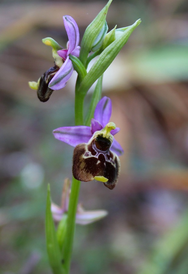 Ophrys gracilis