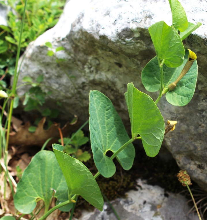 Aristolochia lutea