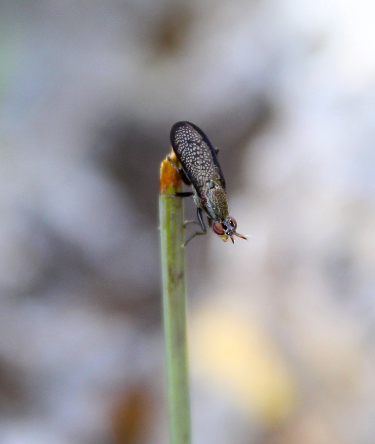 Coremacera marginata,     Sciomyzidae