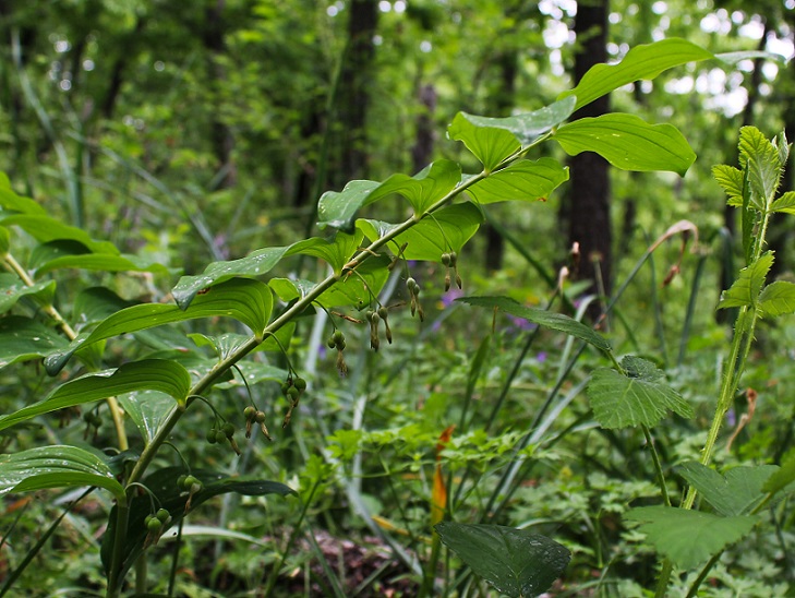 Sigillo di re Salomone - Polygonatum multiflorum