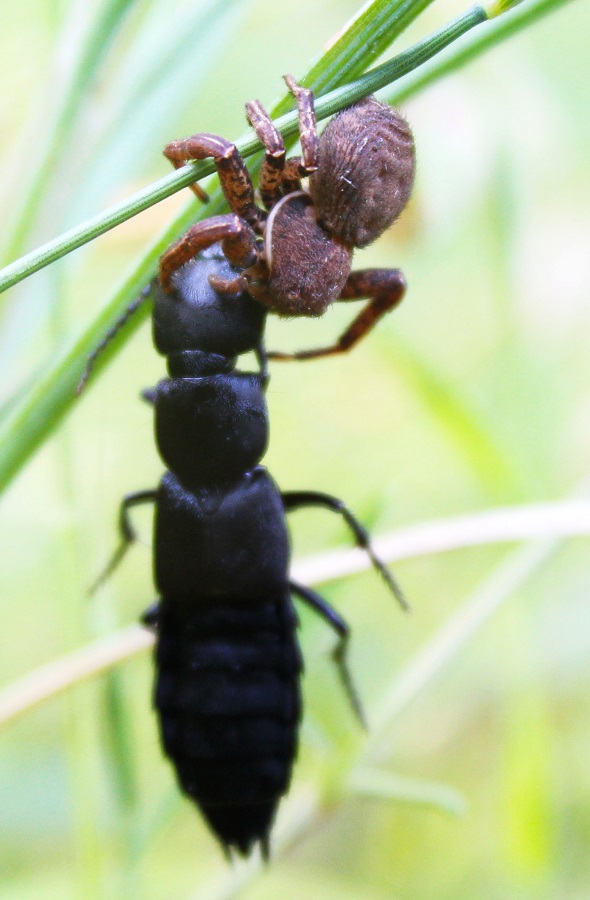 Xysticus preda Ocypus sp. - Montenero Gargano (FG)