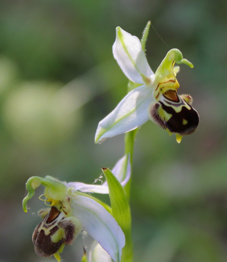 Ophrys apifera Huds.