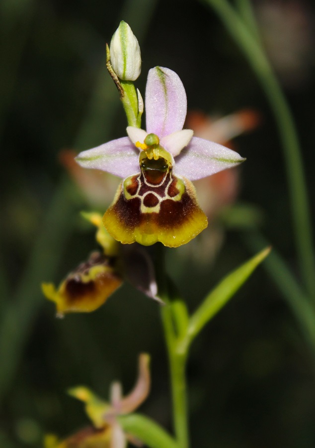 Ophrys gracilis x Oprhys lacaitae