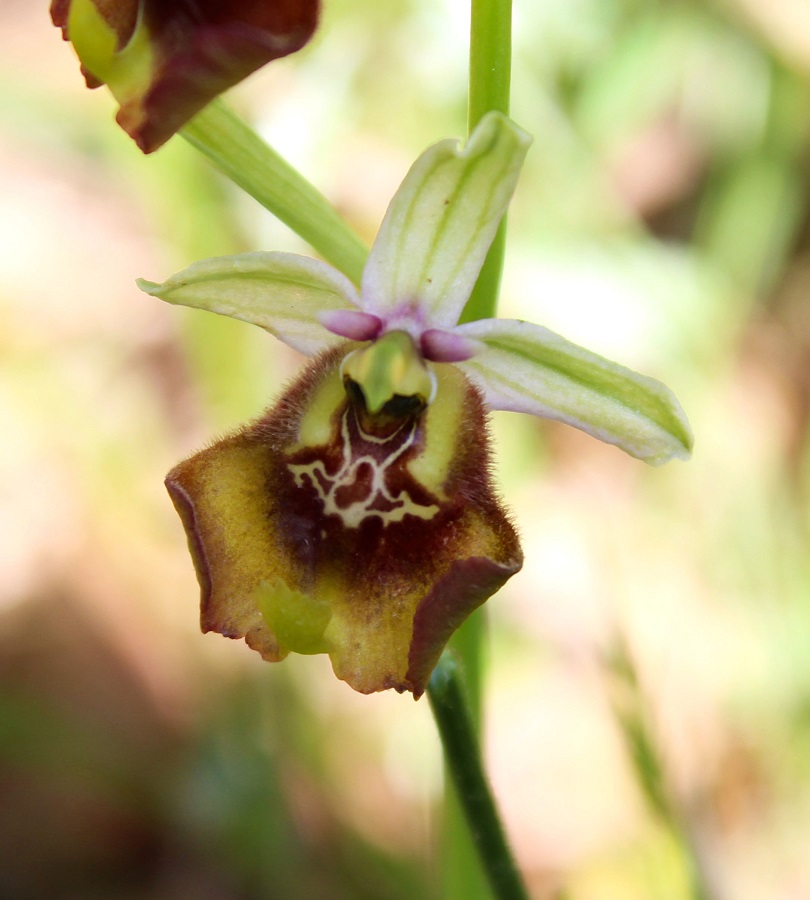 Ophrys cinnabarina x lacaitae