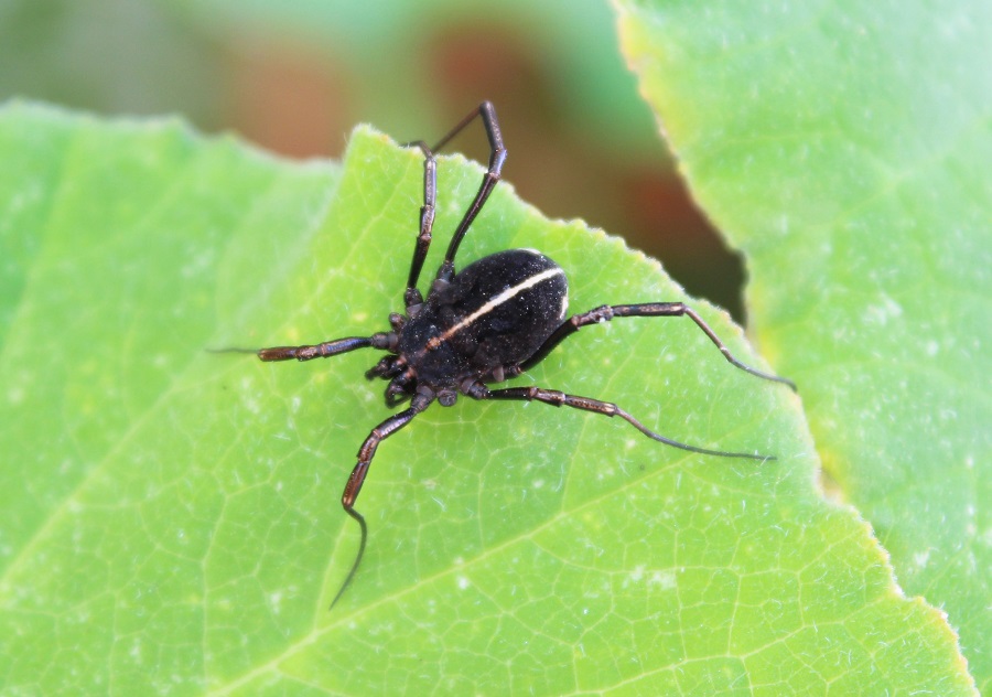 Zacheus cfr. crista (Phalangiidae)