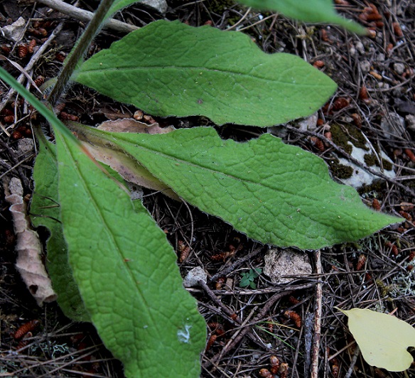 Pulicaria odora / Incensaria odorosa