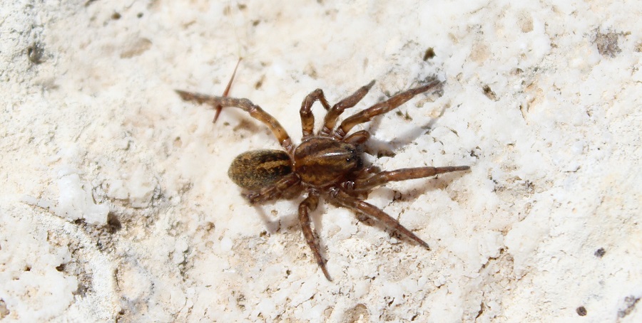 Trochosa sp. con piccoli - Manfredonia (FG)