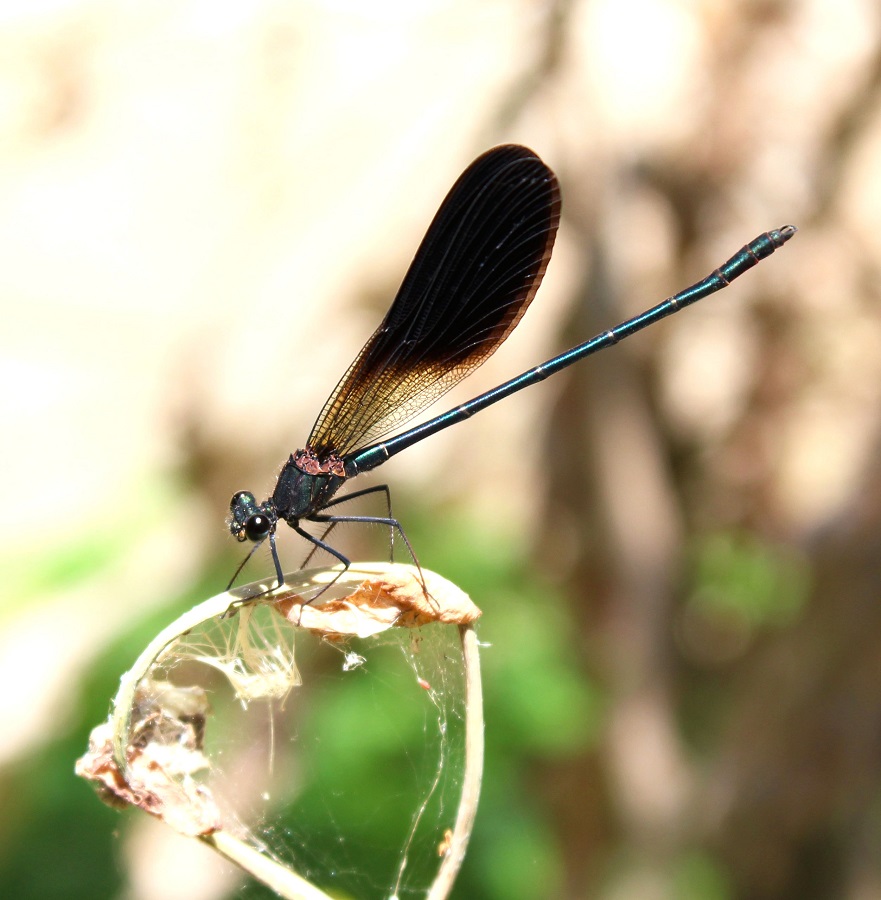 Calopteryx haemorrhoidalis