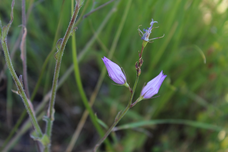 Campanula rapunculus