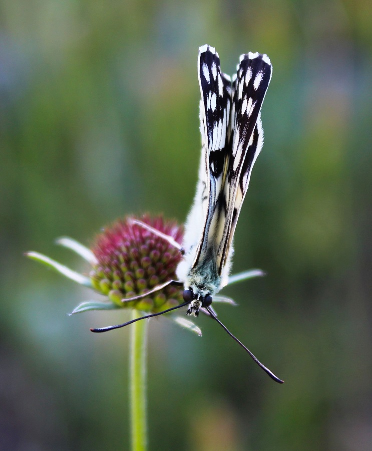 da determinare - Melanargia russiae