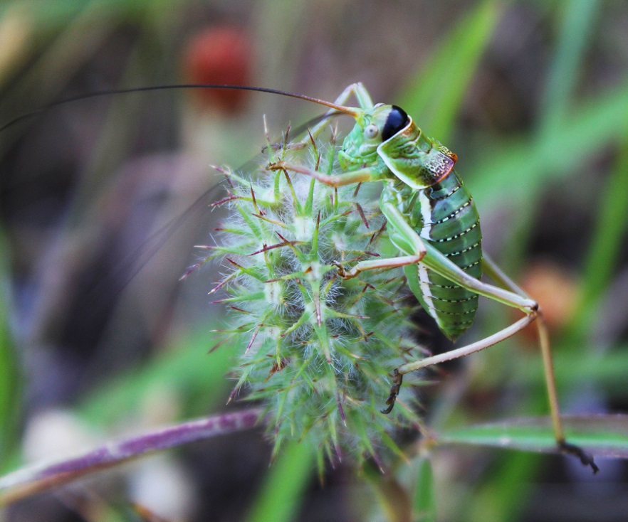 Ninfa di Tettigoniidae (cfr. Ephipigger sp.,  maschio).