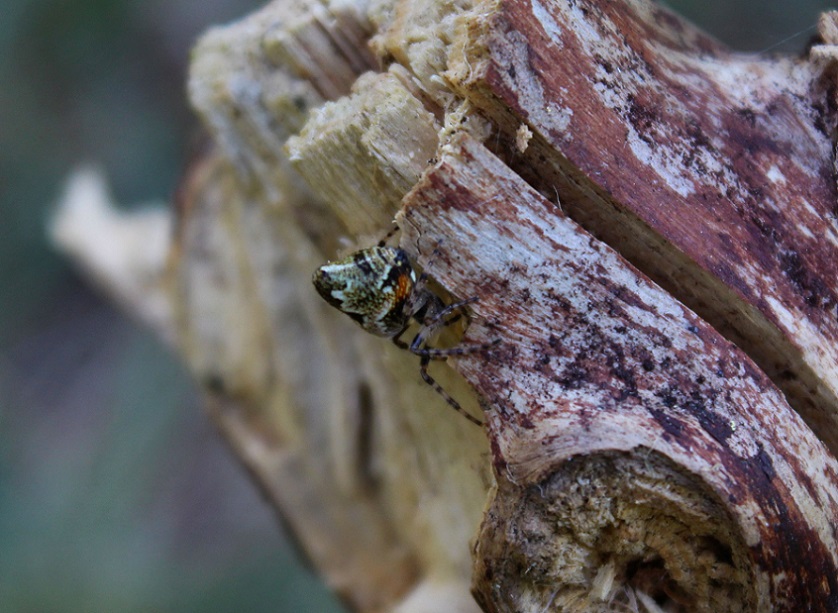 Cyclosa conica - Monte Nero Gargano (FG)