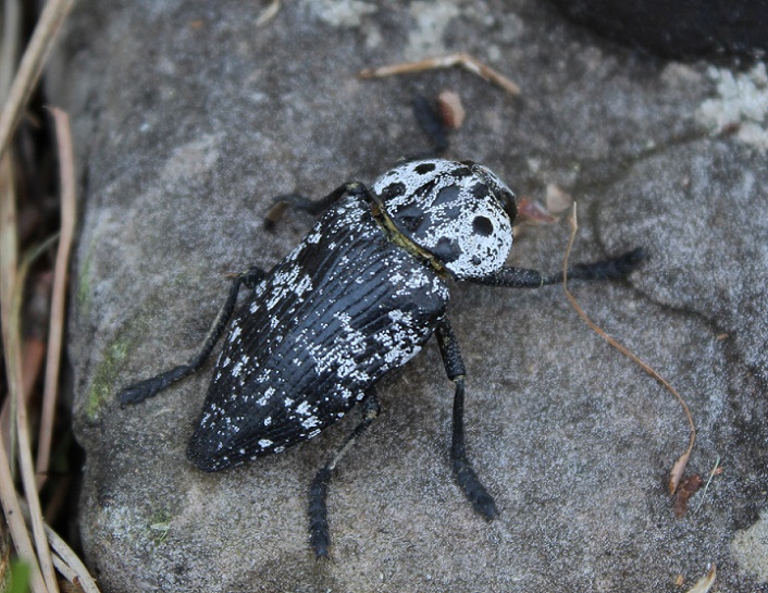 Capnodis tenebrionis? No, C. cariosa, Buprestidae