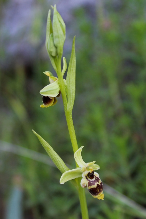 Ophrys conradiae