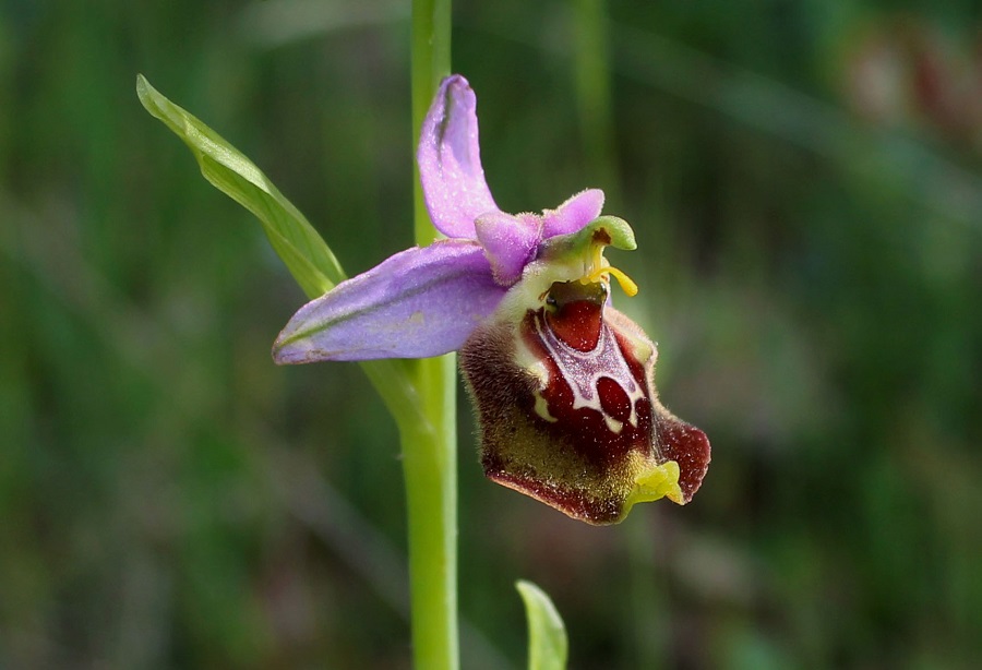 Oprhys cinnabarina