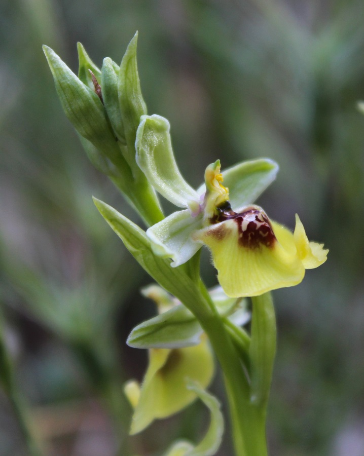 Ophrys lacaitae / Ofride di Lacaita