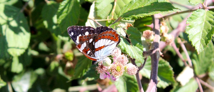 farfalla da Id - Limenitis reducta