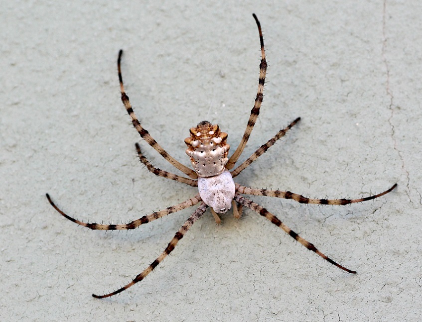 Argiope lobata - Manfredonia (FG)