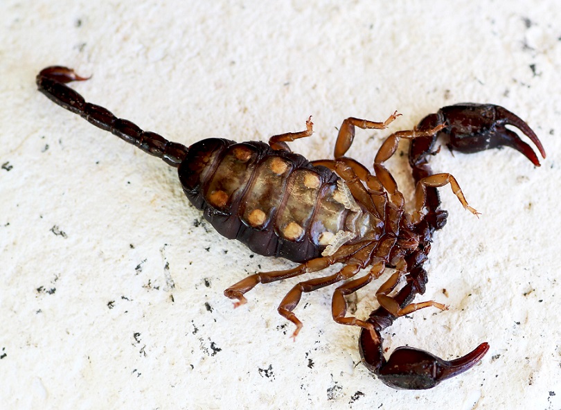 Euscorpius garganicus da Gargano, Puglia