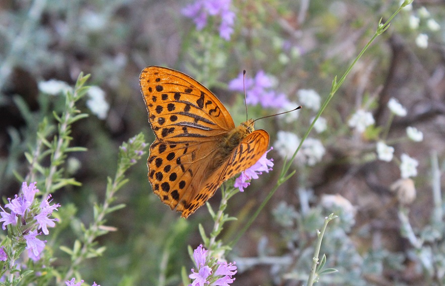 da determinare - Argynnis (Argynnis) paphia